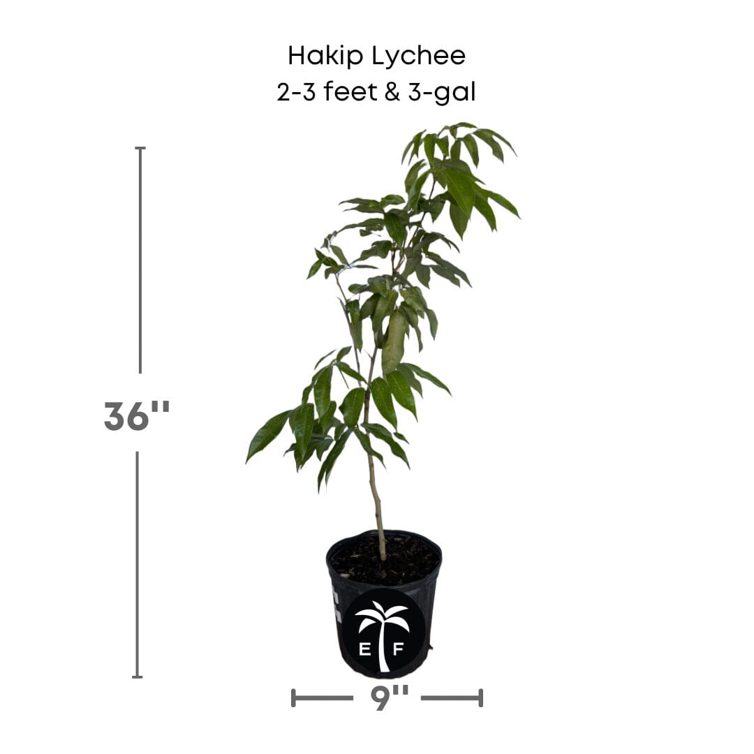 Hakip Lychee Tree, Air-Layered, Fruit Trees from Everglades Farm