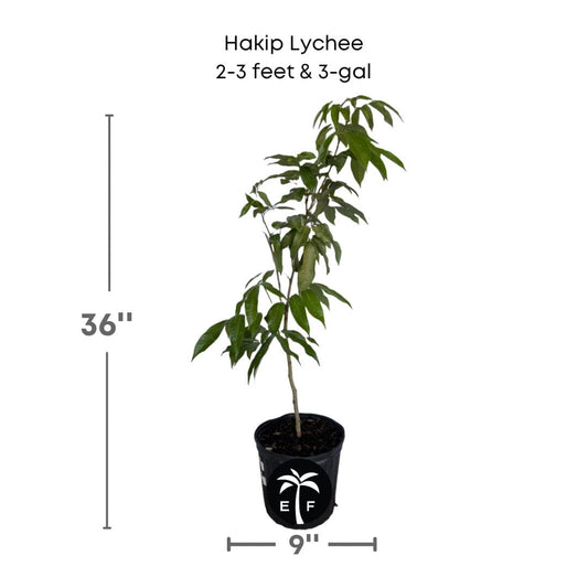 Hakip Lychee Tree, Air-Layered, Fruit Trees from Everglades Farm