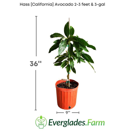 Hass California Avocado Tree, Grafted, Fruit Trees from Everglades Farm