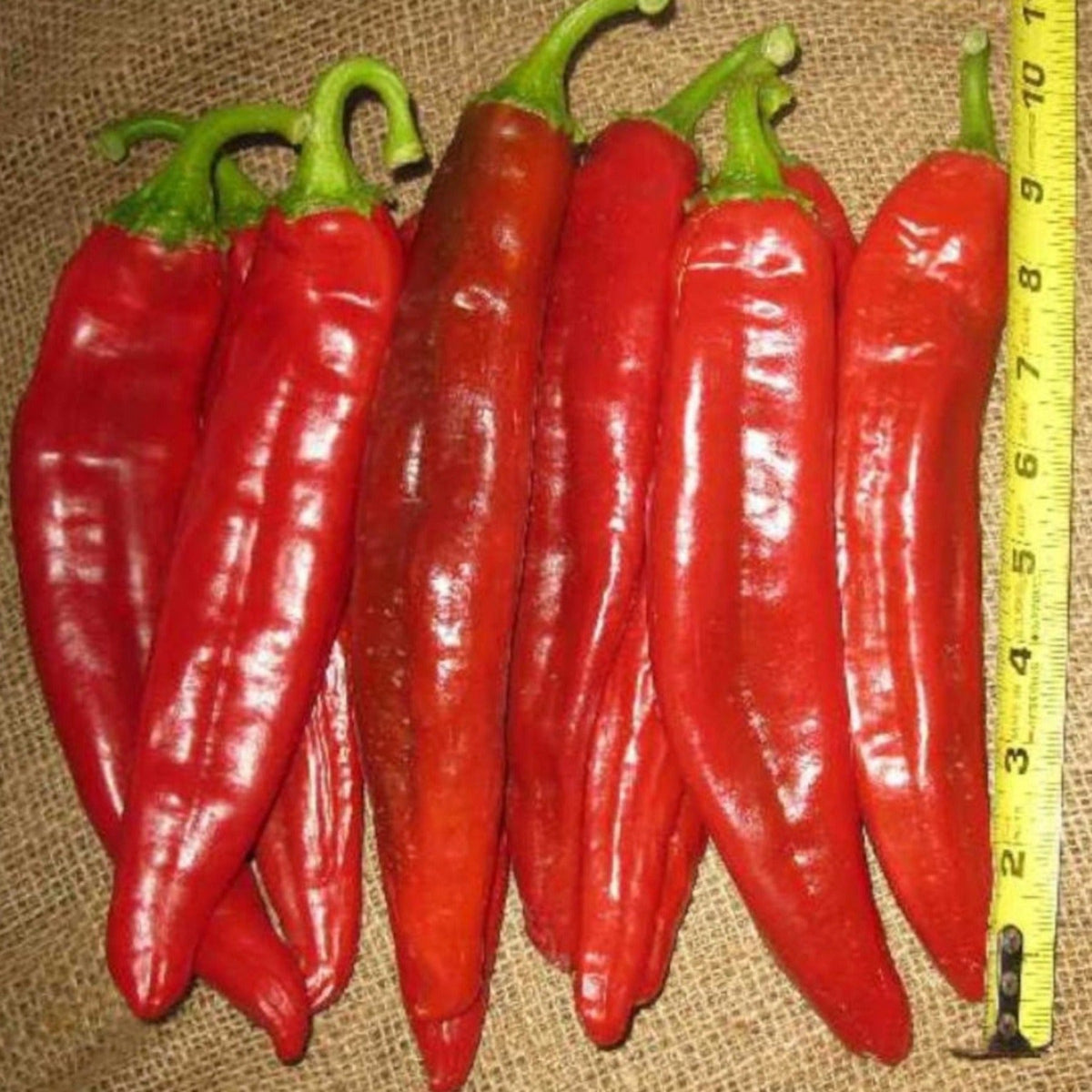 Hatch Cert. Big Jim Legacy Chile Hot Pepper Seeds by Papaws Garden Supply