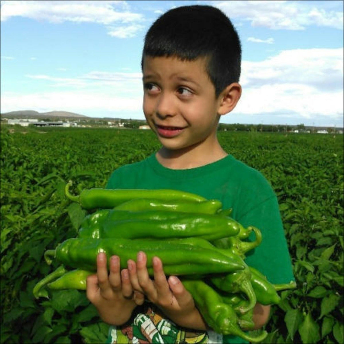 Hatch Cert. Big Jim Chile Hot Pepper Seeds by Papaws Garden Supply