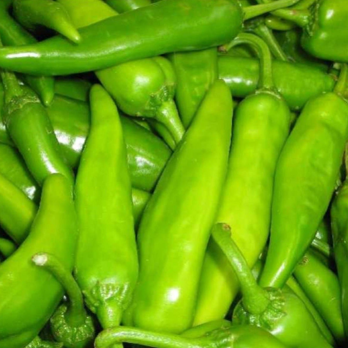 Hatch Cert. Lumbre Chile Hot Pepper Seeds by Papaws Garden Supply