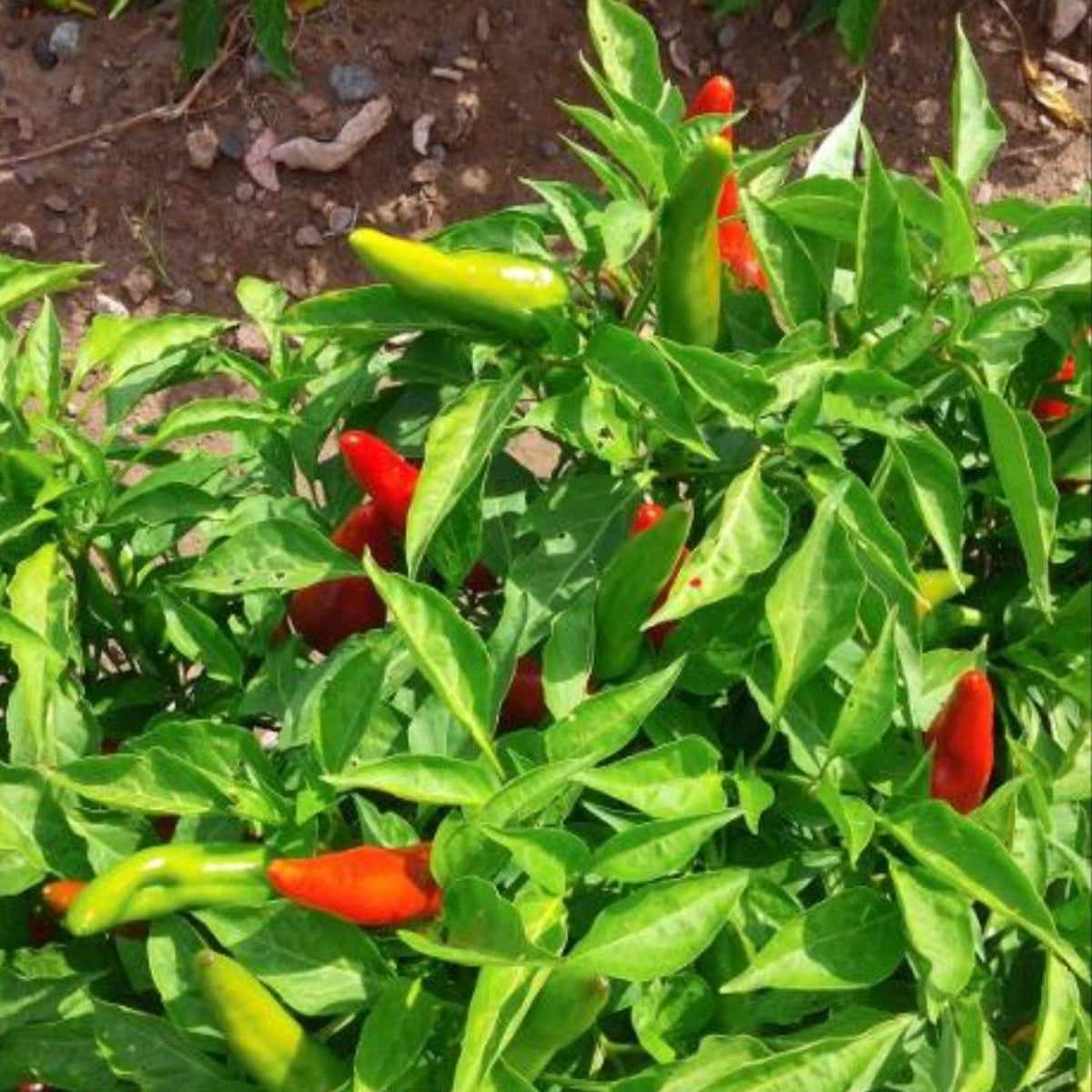 Hatch Valley Grown Moscow Hot Pepper Seeds by Papaws Garden Supply
