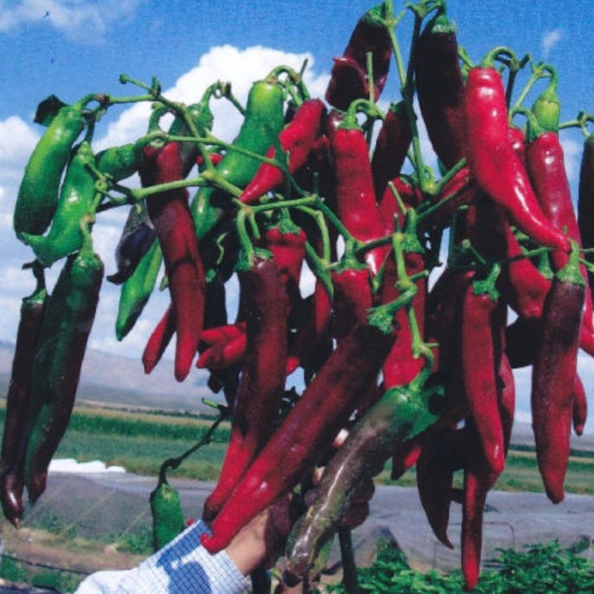 Hatch Cert. Ms. Junie Chile Hot Pepper Seeds by Papaws Garden Supply