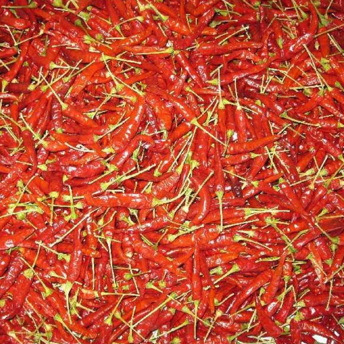 Hatch Valley Grown Piquin Hot Pepper Seeds by Papaws Garden Supply
