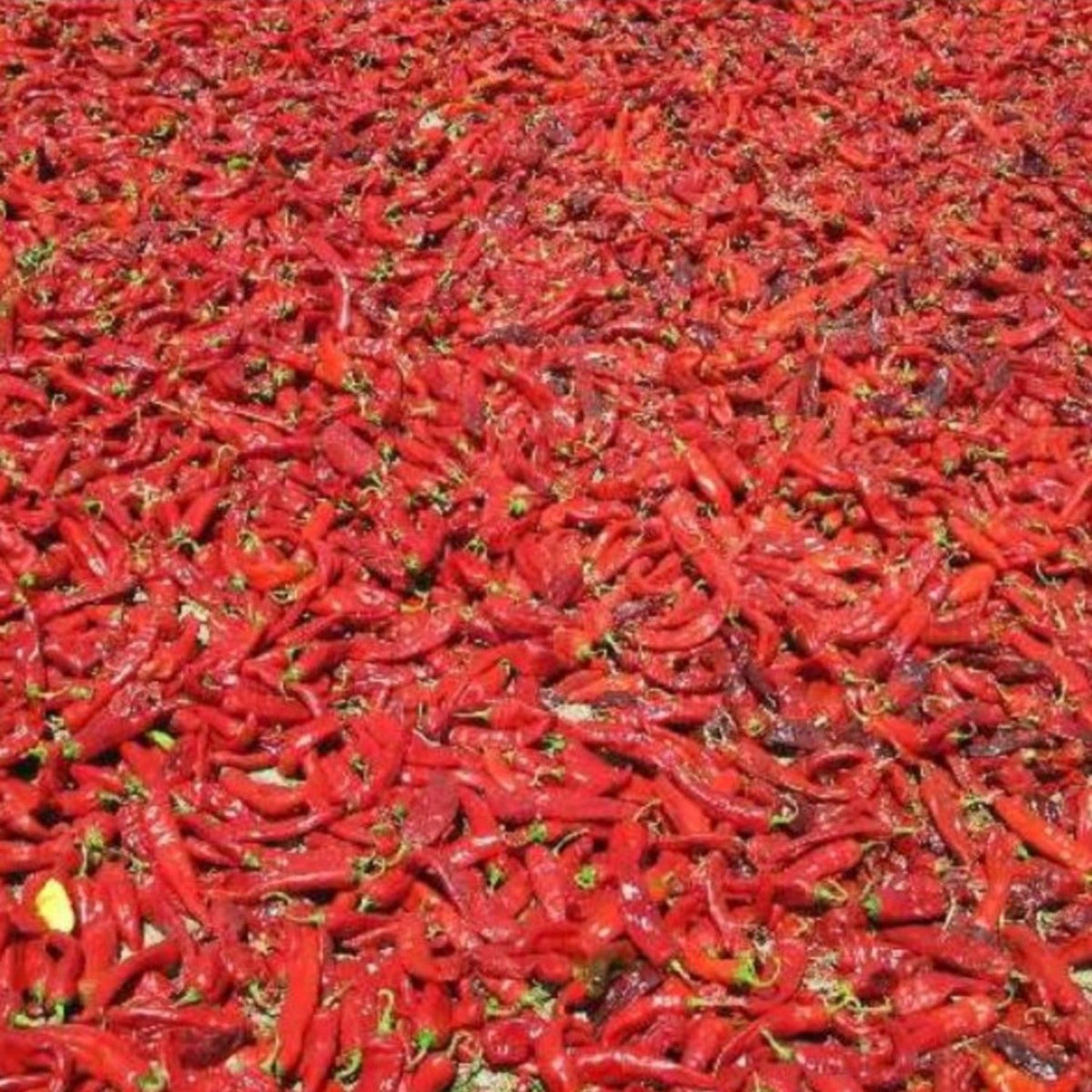 Hatch Cert. Sandia Chile Hot Pepper Seeds, image 3 of 7