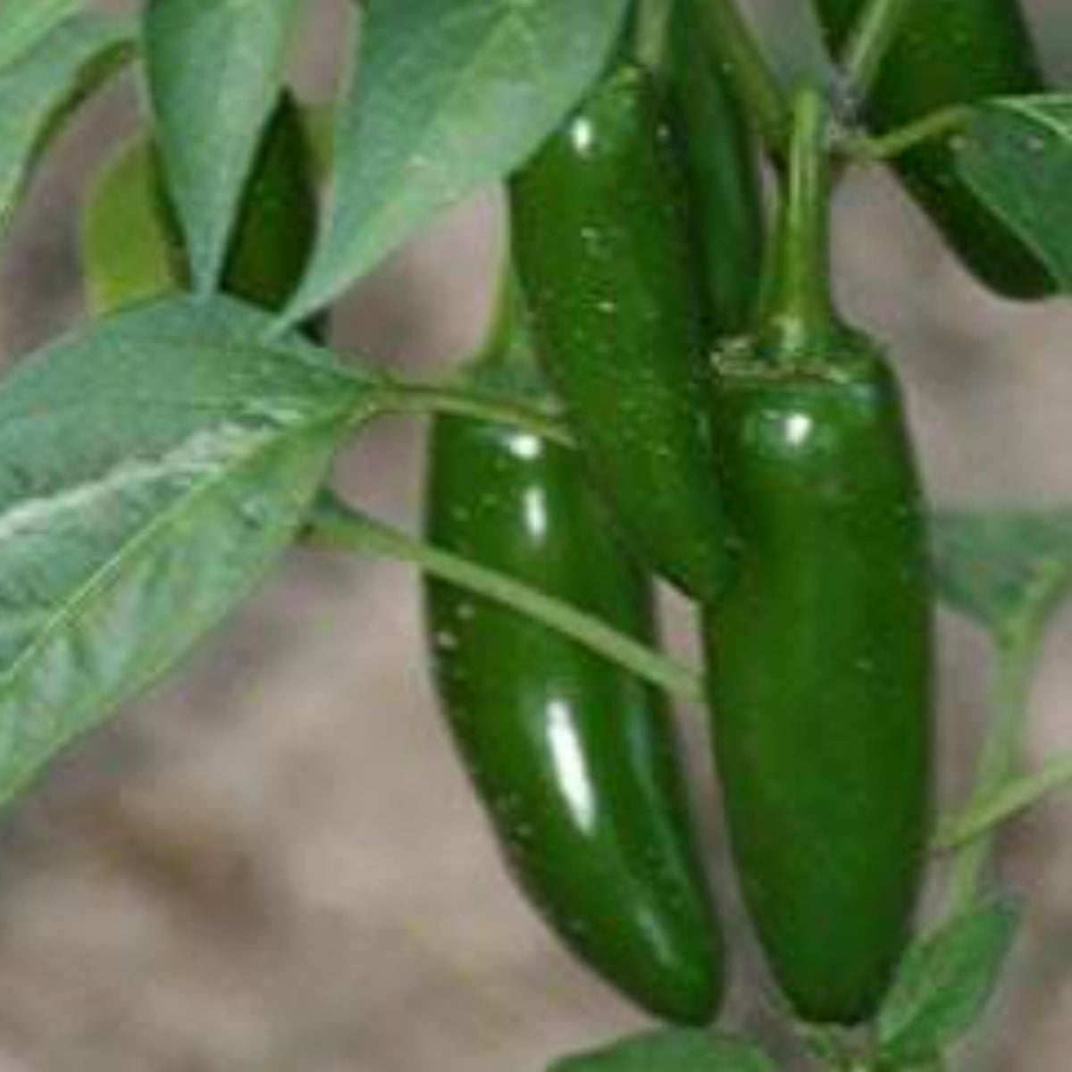 Hatch Valley Grown Jalapeno Hot Pepper Seeds by Papaws Garden Supply