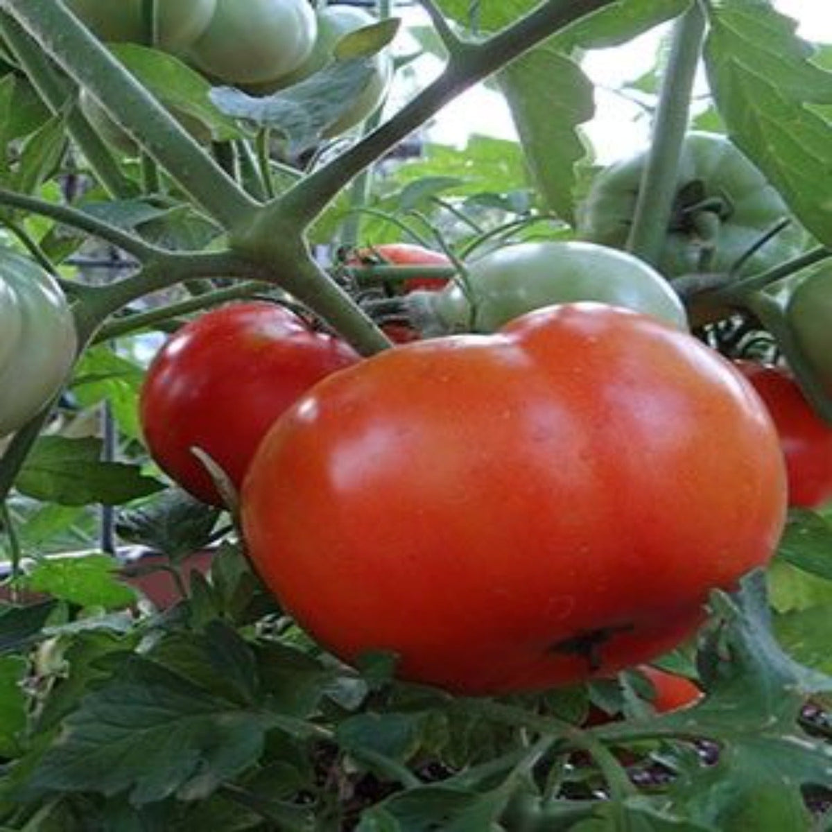 Heat Master Hybrid Tomato Seeds by Papaws Garden Supply