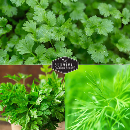 Herb Seeds Variety Pack – 5 Essential Culinary Herbs for Indoor or Outdoor Growing (Basil, Cilantro, Dill, Parsley & Lemon Balm) – Heirloom Non-GMO Garden Starter Kit