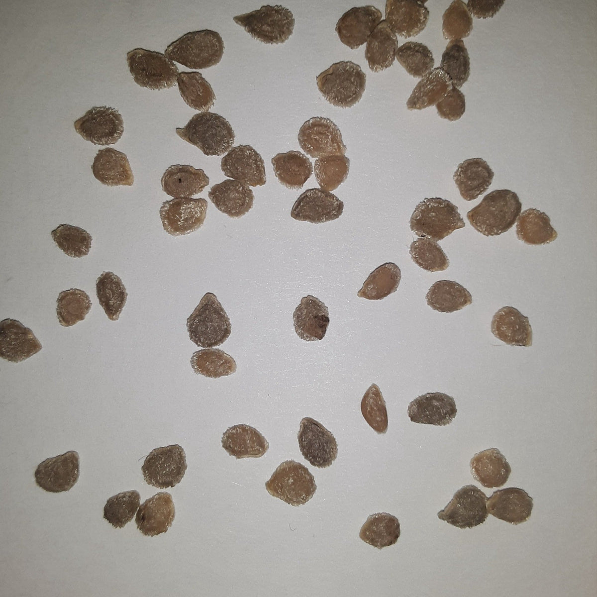 Marion Southern Heirloom Tomato Seeds, image 2 of 7