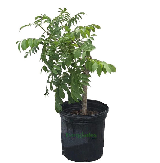 Red Spanish/Hog Plum, Ciruela, Jocote Rojo, Mombin Tree