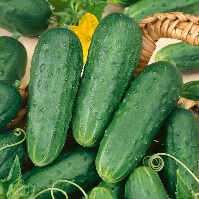 Cucumber, Homemade Pickles Seeds by Papaws Garden Supply