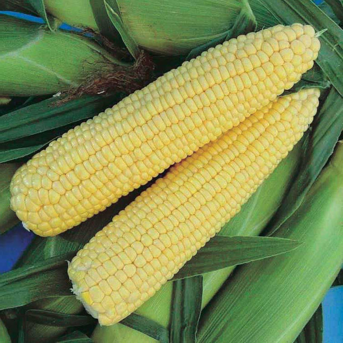 Honey Select Treated Yellow Hybrid Sweet Corn Seed by Papaws Garden Supply