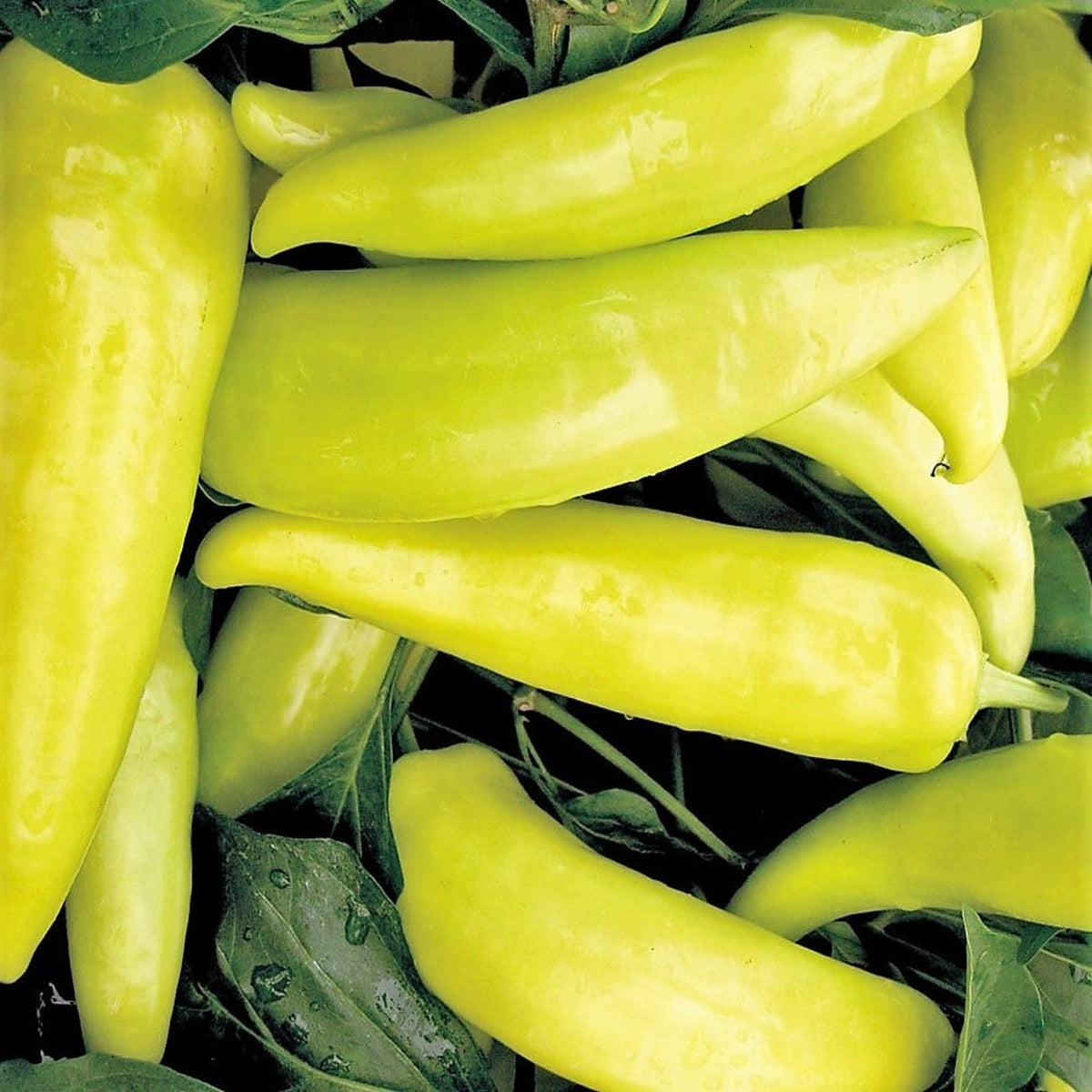 Hungarian Hot Wax Pepper Seeds by Papaws Garden Supply