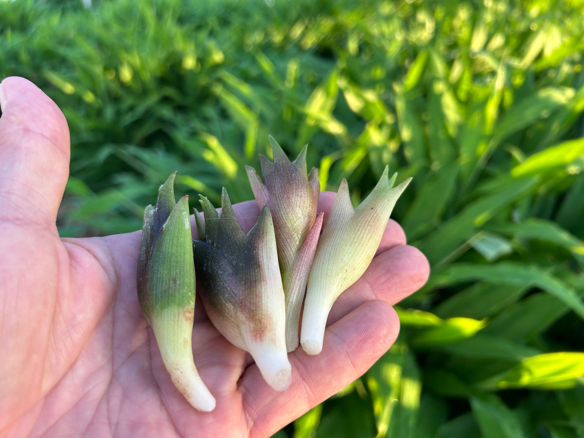 MYOGA Ginger | Suzuki Farm | 1 pack, image 4 of 5