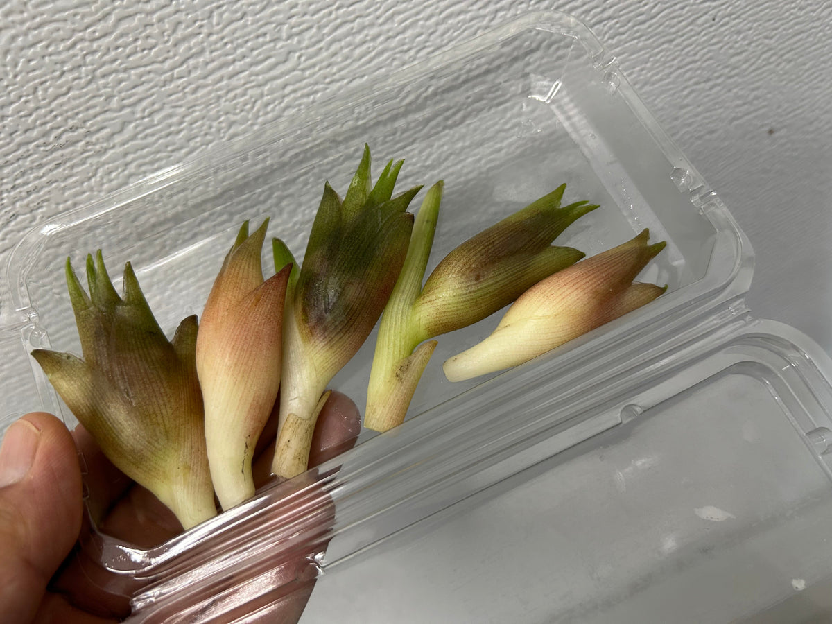 MYOGA Ginger | Suzuki Farm | 1 pack, image 2 of 5