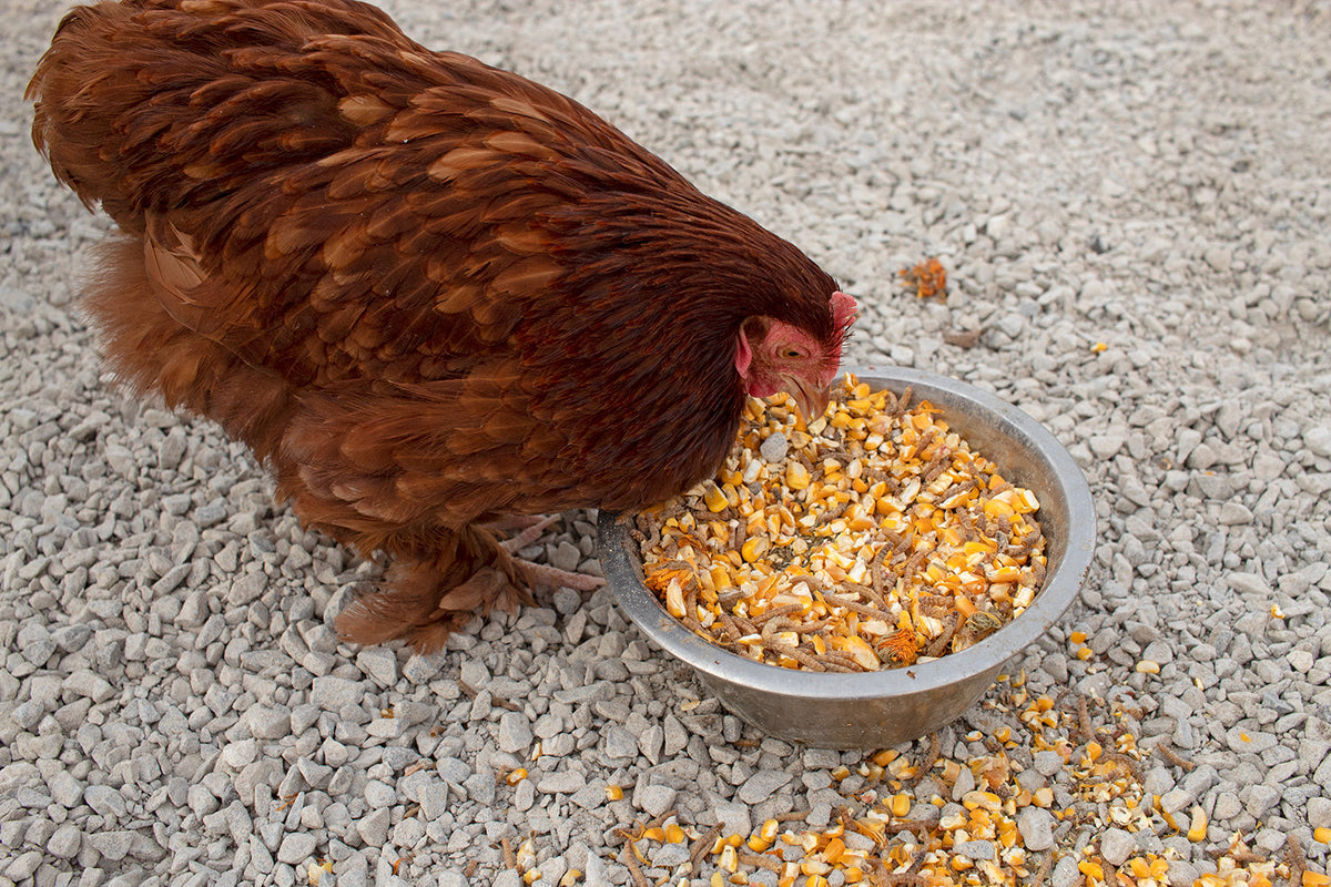 Poultry Queen Mealworm, Premium Corn, Flax Seeds, & Herb Treat For Pet Chickens from Dahlia Pets