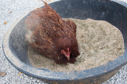 Bathing Dust With Herbs To Prevent & Repel Mites from Dahlia Pets
