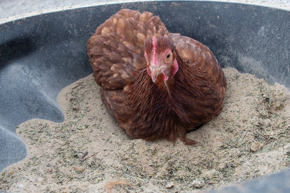 Bathing Dust With Herbs To Prevent & Repel Mites from Dahlia Pets