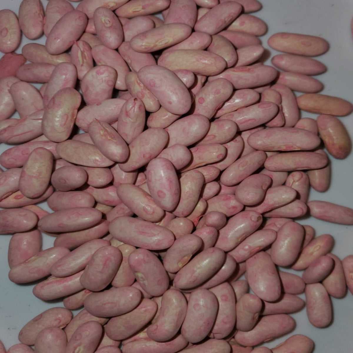 Strike Bush Green Bean Untreated and Treated Seeds, image 3 of 9