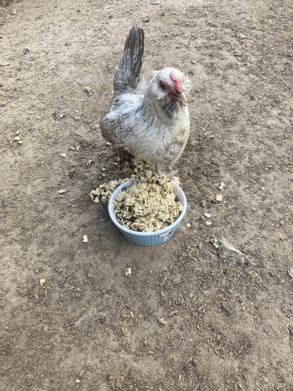 Cold Winter Nights - Warm Oatmeal Treat for Extra Calories from Dahlia Pets