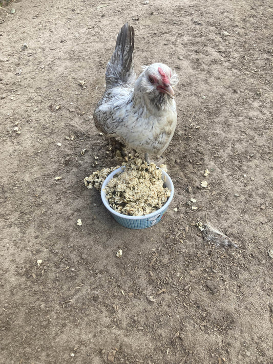 Cold Winter Nights - Warm Oatmeal Treat for Extra Calories from Dahlia Pets