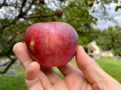 Limited Release, Spiced Apple Cider