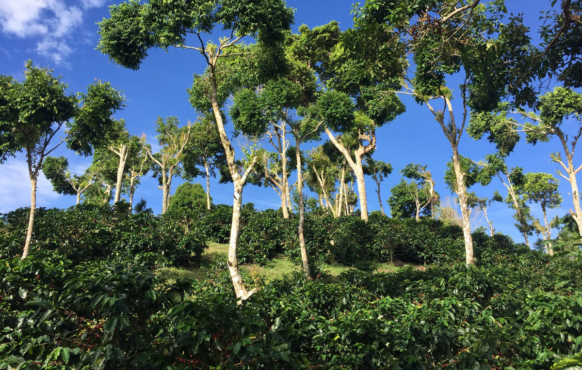 Nicaragua - Finca Idealista Rainforest Microlot, image 2 of 8