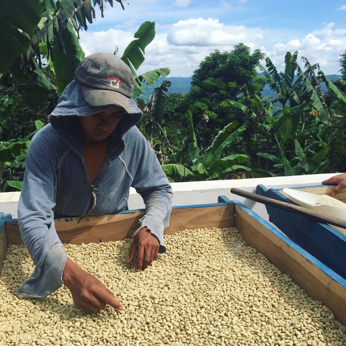 Nicaragua - Finca Idealista Rainforest Microlot, image 4 of 8
