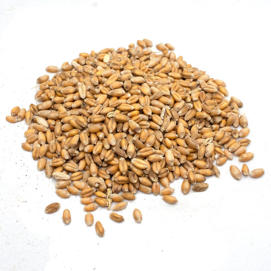 Premium Wheat Seeds for Sprouting Fodder (Wheat Grass) -- Grown In Missouri To Encourage Positive Behaviors from Dahlia Pets