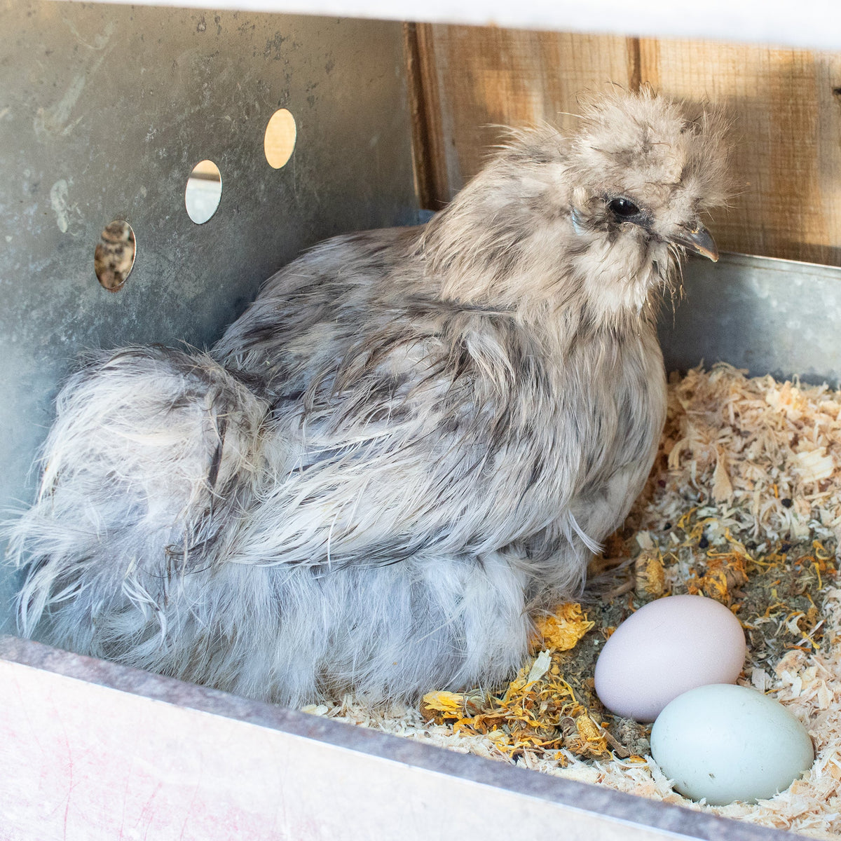 StrongHen Herbs For Backyard Chickens, Coops, & Nesting Boxes from Dahlia Pets