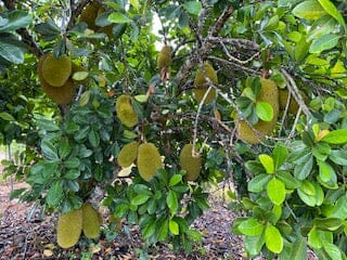 Dang Rasimi Jackfruit Dwarf Tree, from Seedlings from Everglades Farm