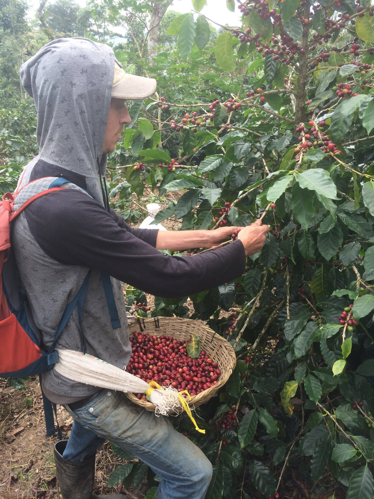Nicaragua - Finca Idealista Rainforest Microlot, image 6 of 8