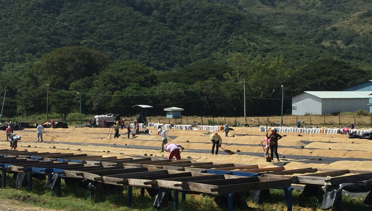 Nicaragua - Finca Idealista Rainforest Microlot, image 3 of 8
