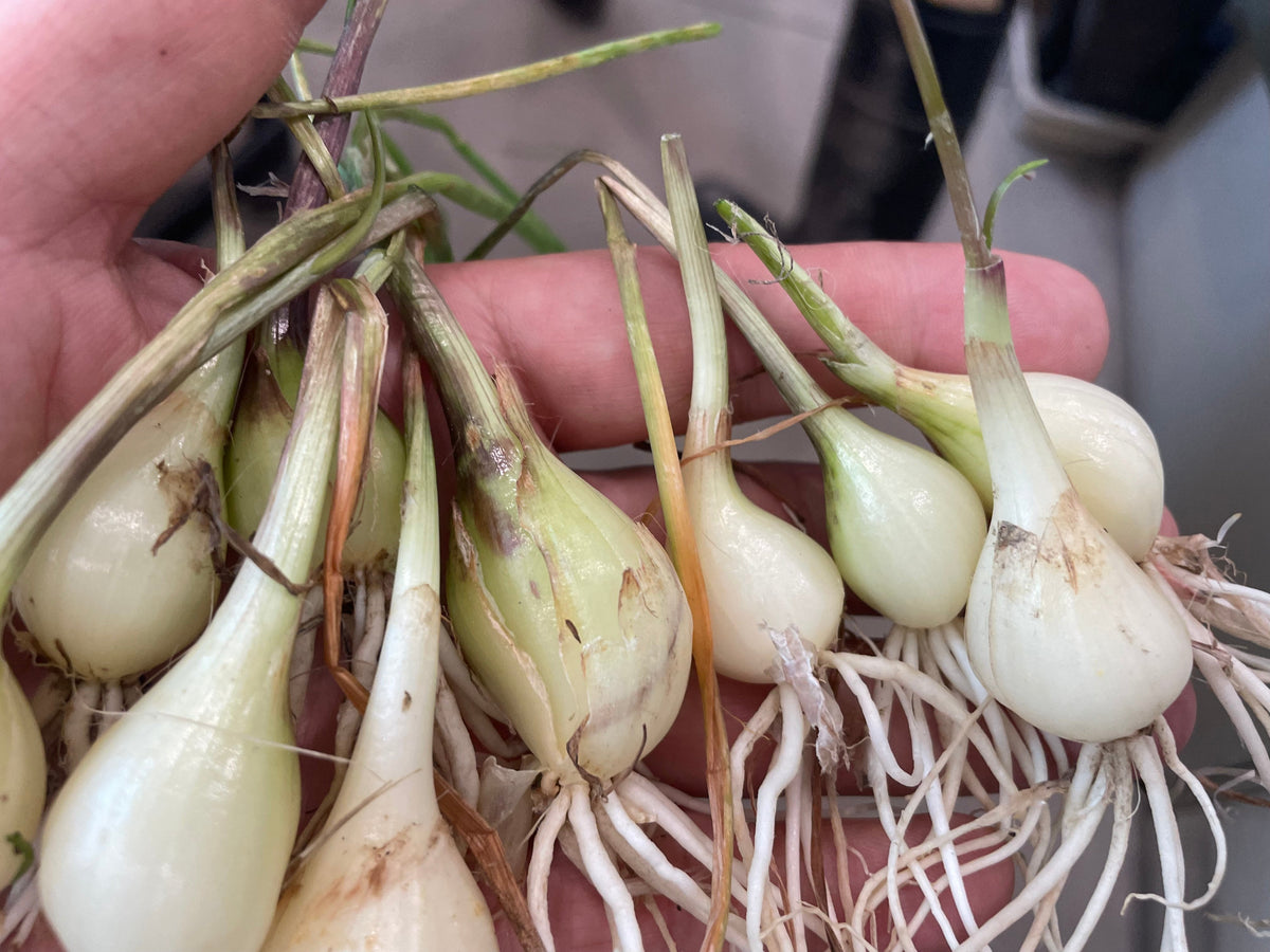 RAKKYO, Scallion for pickles | Suzuki Farm | 1 bunch, image 5 of 6