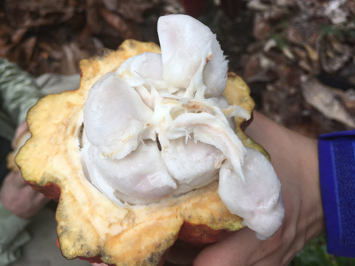 Almendra Blanca