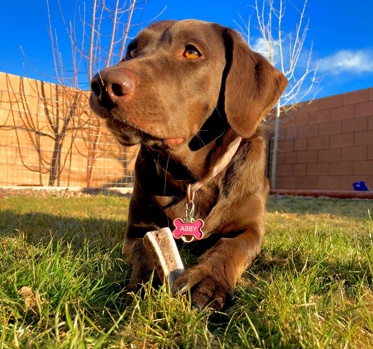 Antler Chew Dog Treat, Pet from Pearson Ranch Jerky