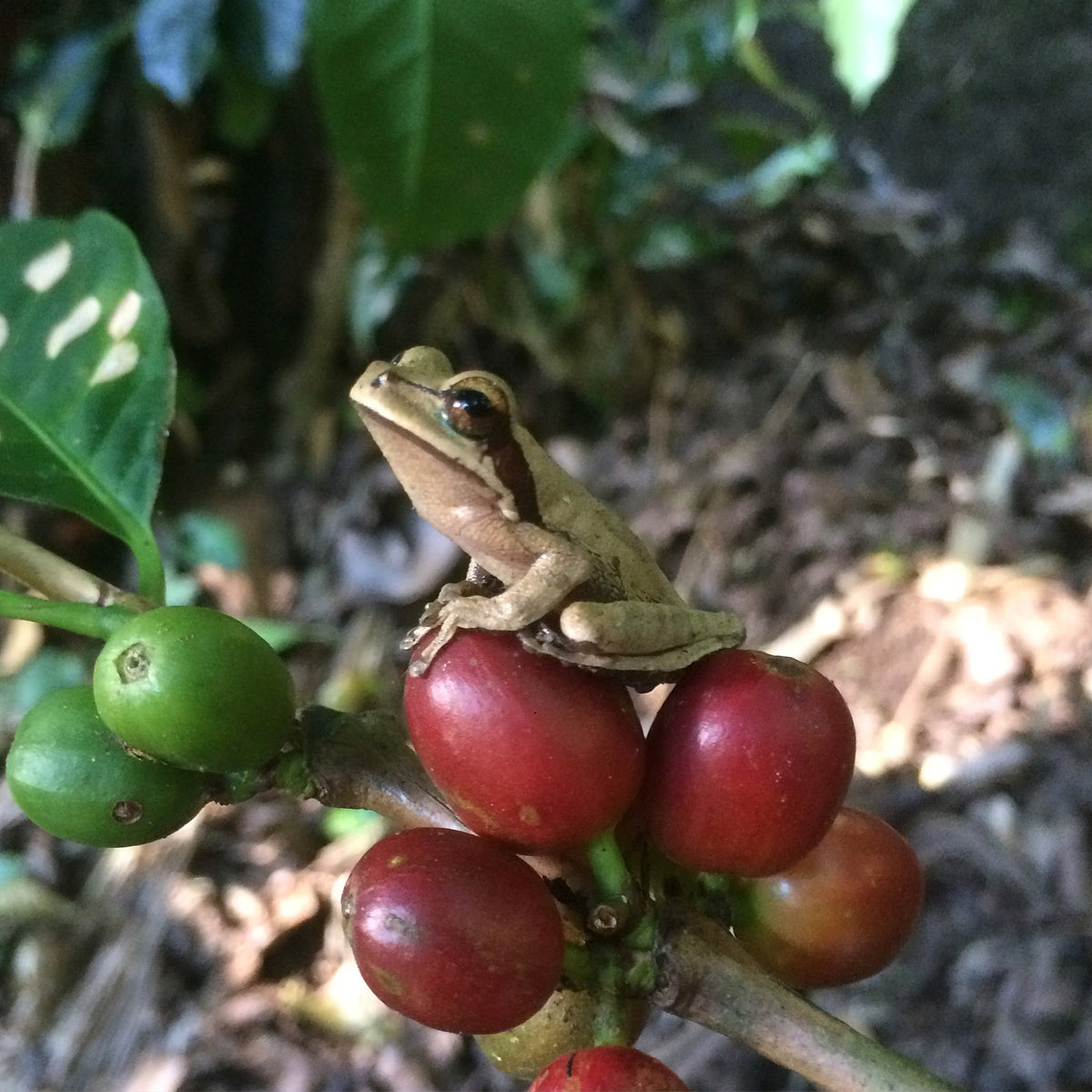 Nicaragua - Finca Idealista Rainforest Microlot, image 5 of 8