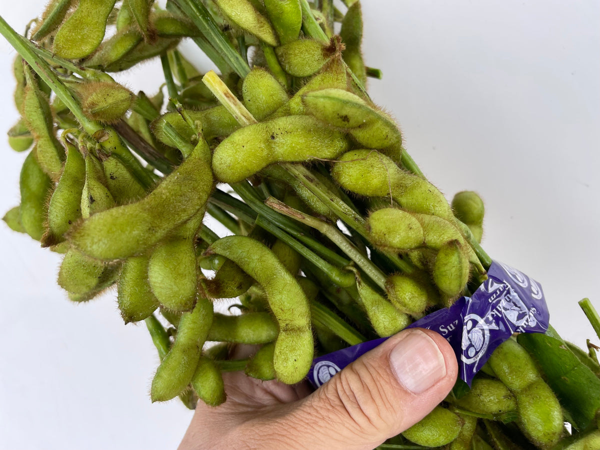 EDAMAME on the stem (Young Soybeans) | Suzuki Farm | 1 bunch, image 2 of 4