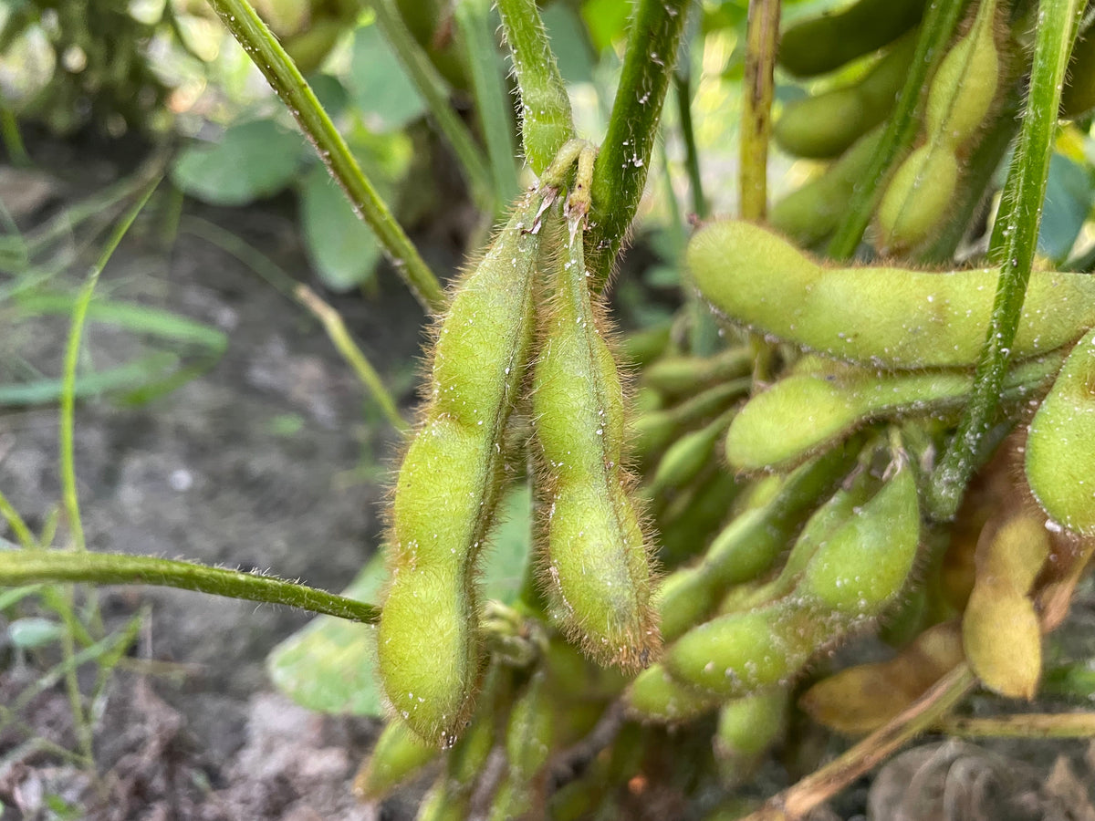 EDAMAME on the stem (Young Soybeans) | Suzuki Farm | 1 bunch, image 3 of 4