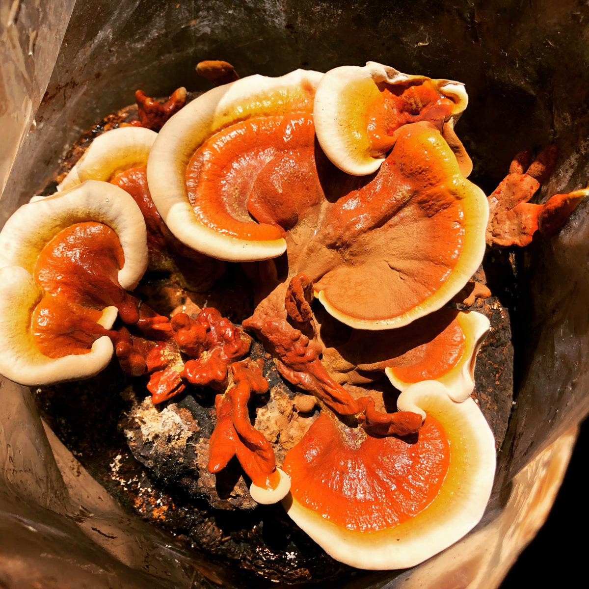 DRIED REISHI MUSHROOMS, Pantry from Mushroom Mountain