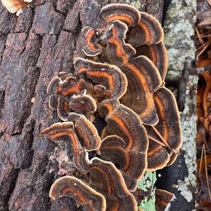 Mycomatrix TURKEY TAIL Adaptogenic Mushroom Extract