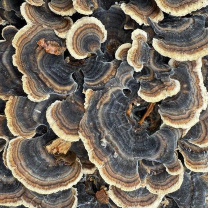 Mycomatrix TURKEY TAIL Adaptogenic Mushroom Extract