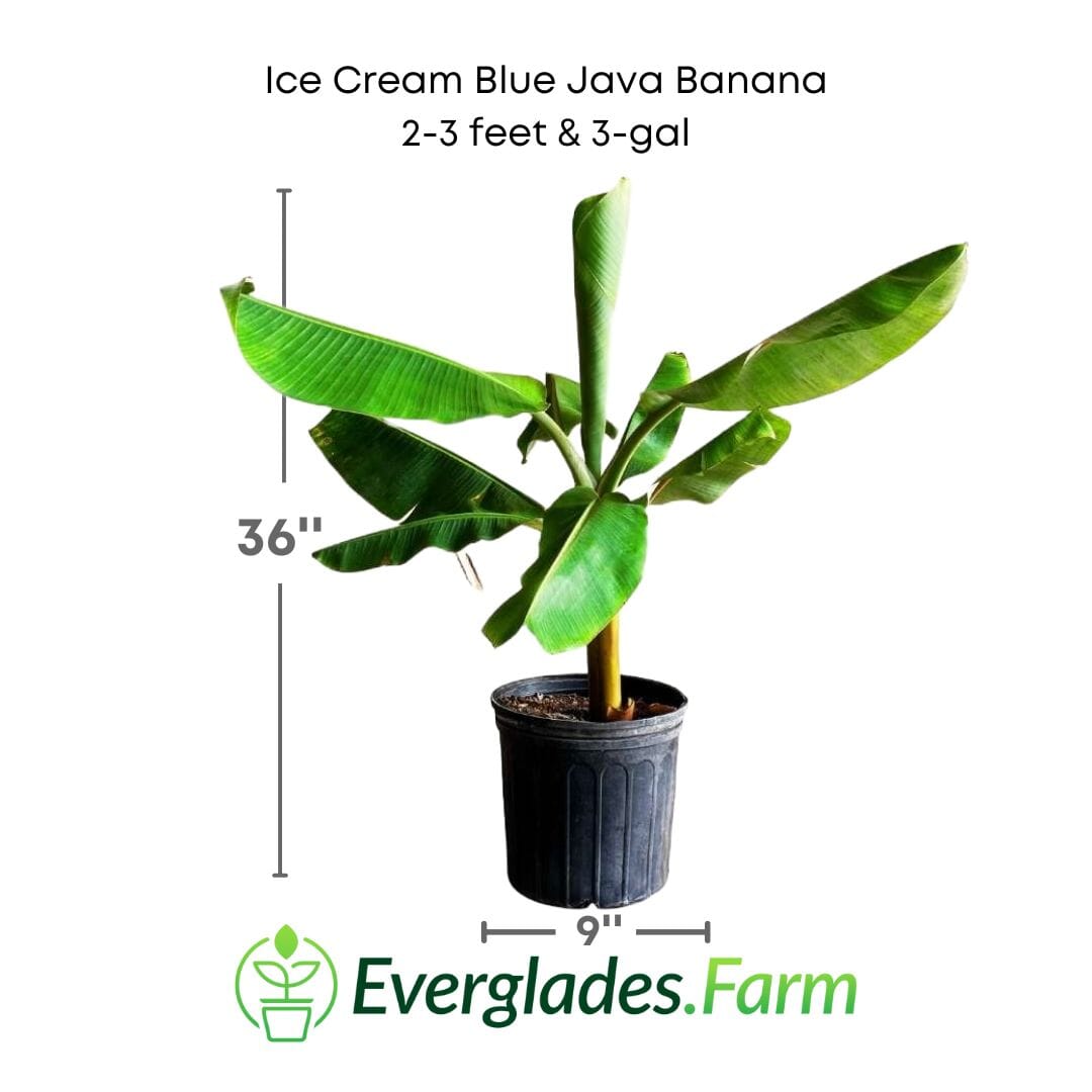 Ice Cream Blue Java Banana Plant, Fruit Trees from Everglades Farm