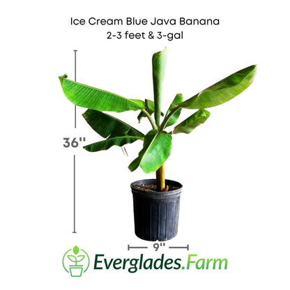 Ice Cream Blue Java Banana Plant, Fruit Trees from Everglades Farm