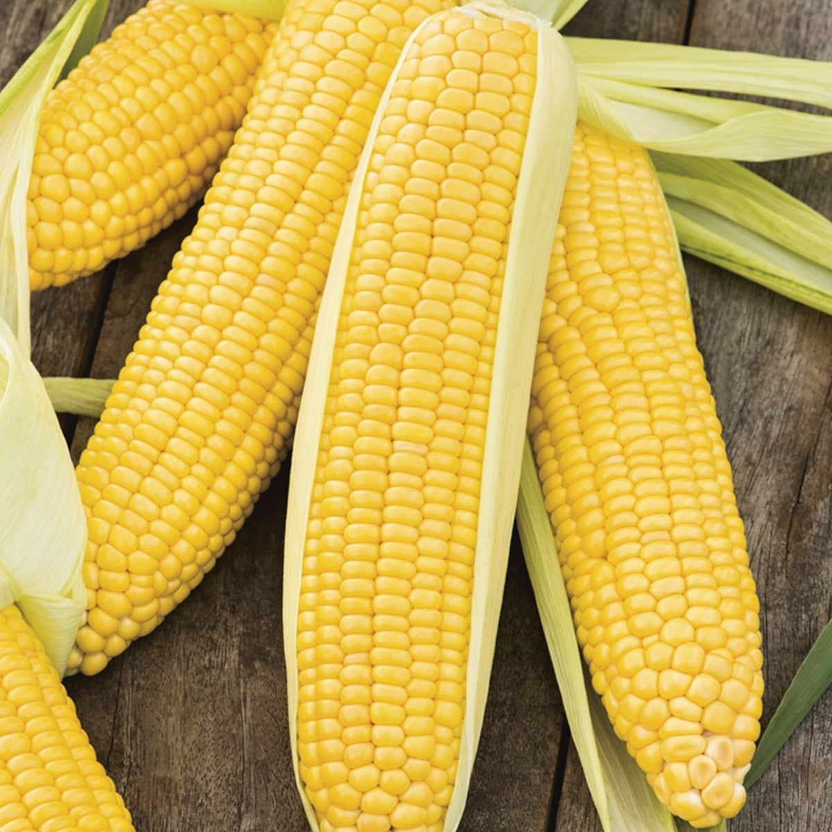 Incredible Yellow Sweet Corn Treated Seeds by Papaws Garden Supply