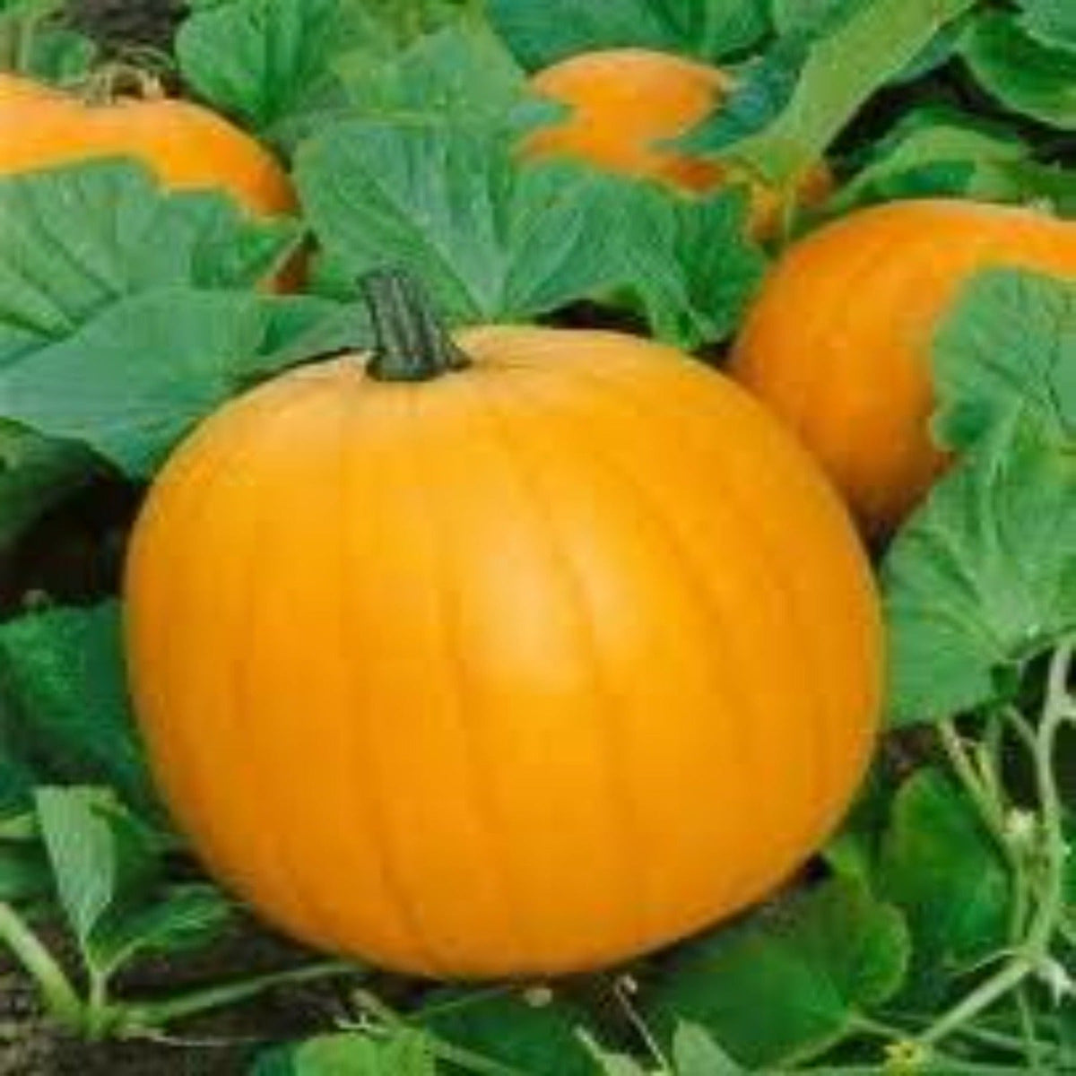 Jack O' Lantern Heirloom Pumpkin Seeds by Papaws Garden Supply