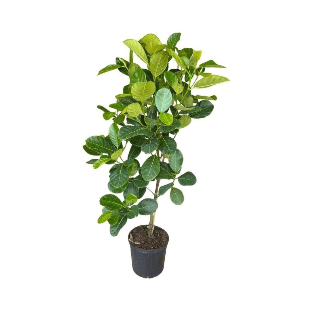Dang Rasimi Jackfruit Dwarf Tree, from Seedlings from Everglades Farm