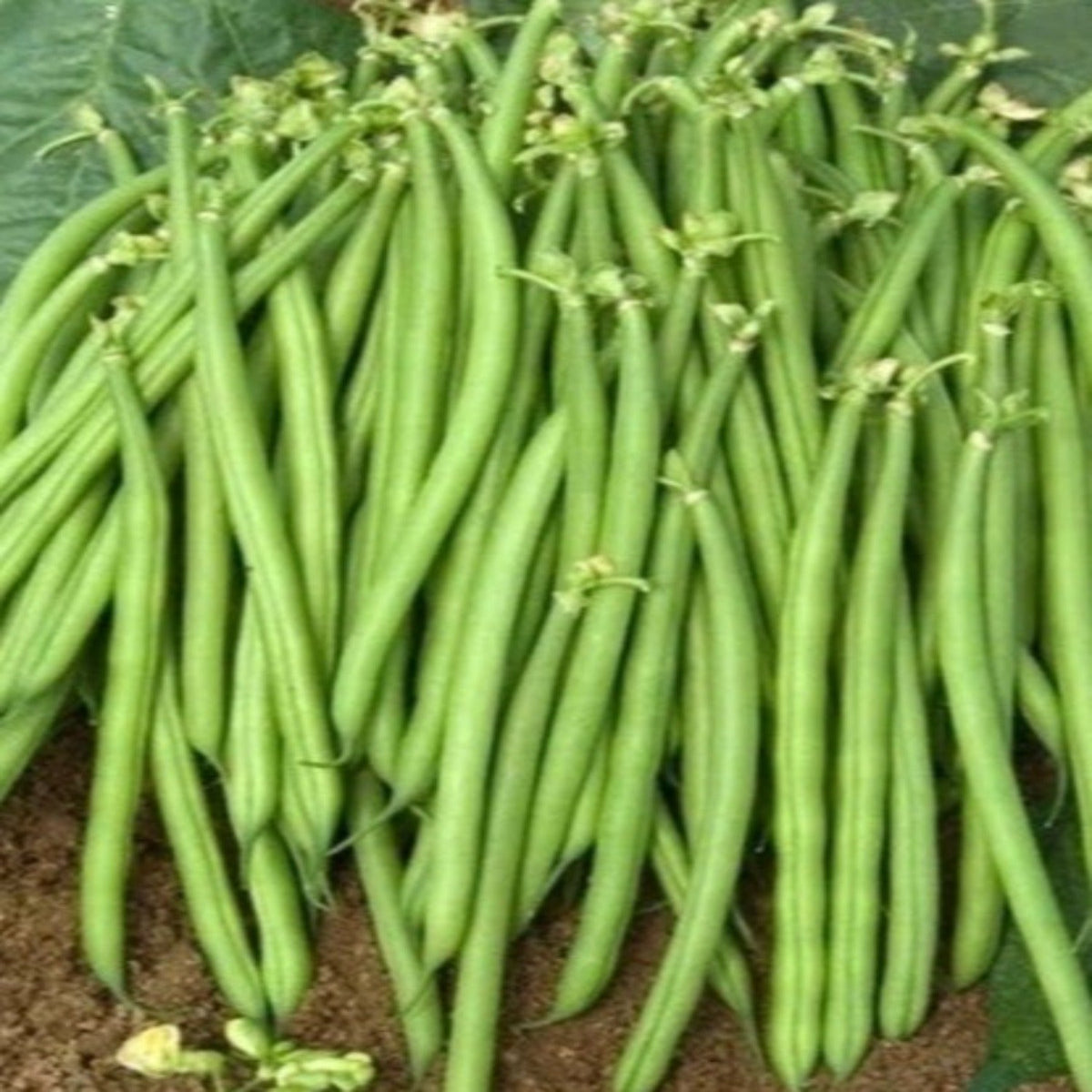 Jade Bush Green Bean Seeds by Papaws Garden Supply