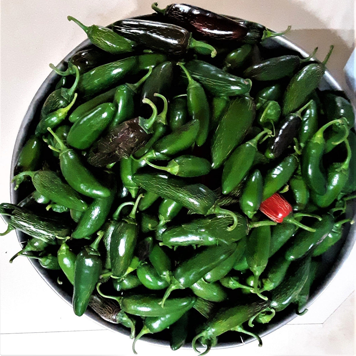 Gigantia Hybrid Jalapeno Hot Pepper Seeds by Papaws Garden Supply